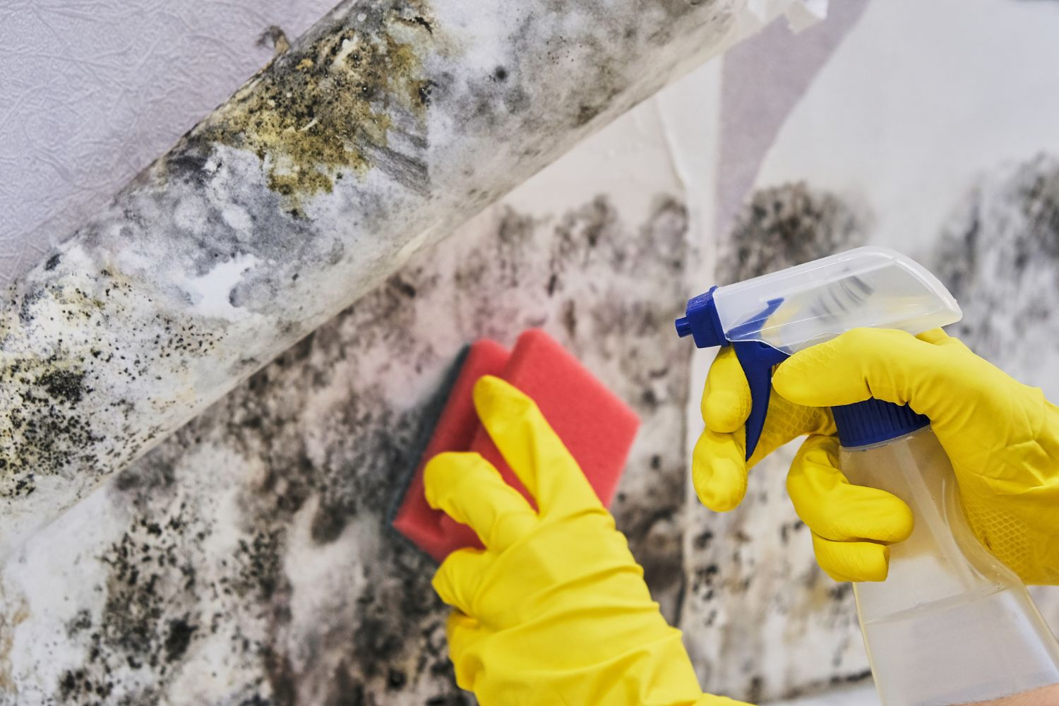 Mold Removal Cost: Is DIY Mold Removal Worth It